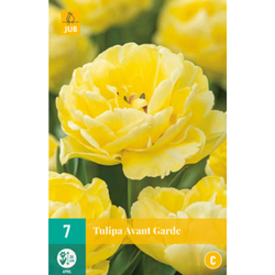 Tulipán - Avant Garde - 7 ks Tulipán - Avant Garde - 7 ks