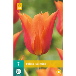 Tulipán - Ballerina - 7 ks Tulipán - Ballerina - 7 ks