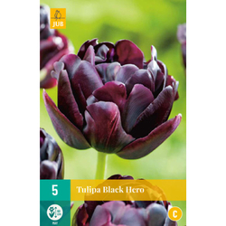 Tulipán - Black Hero - 5 ks