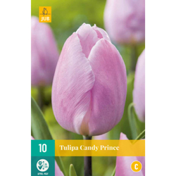 Tulipán - Candy Prince - 10 cibulí Tulipán - Candy Prince - 10 cibulí
