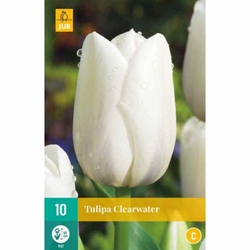 Tulipán - Clearwater - 7 cibulí