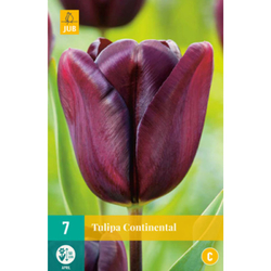 Tulipán - Continental  - 7 cibulí Tulipán - Continental  - 7 cibulí