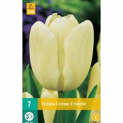 Tulipán - Creme Fraiche - 7 cibulí Tulipán - Creme Fraiche - 7 cibulí