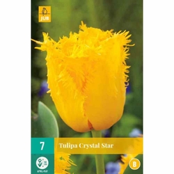 Tulipán - Crystal Star - 7 cibulí Tulipán - Crystal Star - 7 cibulí