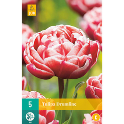 Tulipán - Drumline - 5 cibulí Tulipán - Drumline - 5 cibulí