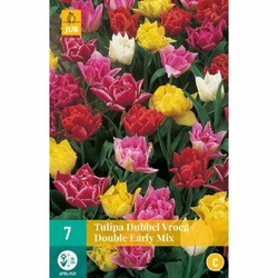 Tulipán - Double Early mix - 7 cibulí Tulipán - Double Early mix - 7 cibulí