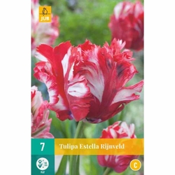 Tulipán - Estella Rijnveld - 7 cibulí Tulipán - Estella Rijnveld - 7 cibulí