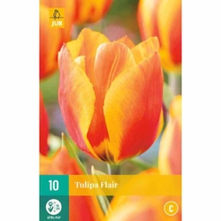 Tulipán - Flair - 7 cibulí Tulipán - Flair - 7 cibulí