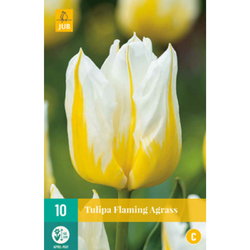 Tulipán - Flaming Agrass - 10 cibulí Tulipán - Flaming Agrass - 10 cibulí
