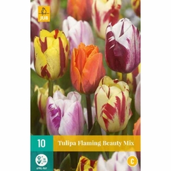 Tulipán - Flaming Beauty Mix - 10 cibulí