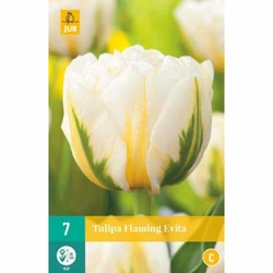 Tulipán - Flaming Evita - 7 cibulí Tulipán - Flaming Evita - 7 cibulí