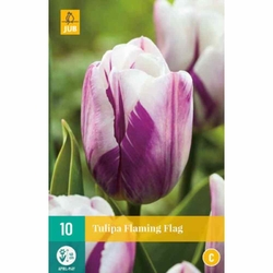 Tulipán - Flaming Flag - 10 cibulí Tulipán - Flaming Flag - 10 cibulí