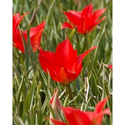 Taška - Mix pro včely – Happy bee - Tulipa Linifolia