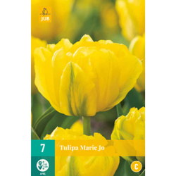 Tulipán - Marie Jo - 7 cibulí Tulipán - Marie Jo - 7 cibulí
