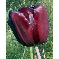 Taška - Bulb festival - Concert - Tulips Mascara