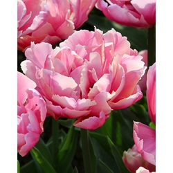 Taška - Bulb festival - Concert - Tulips Pink Star