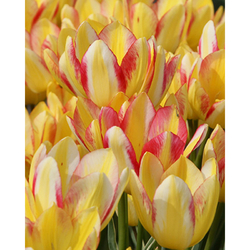 Tulipán - Antoinette - 7 ks Tulipán - Antoinette - 7 ks