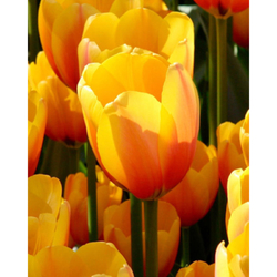 Tulipán - Apeldoorn´s Elite - 10 ks Tulipán - Apeldoorn´s Elite - 10 ks
