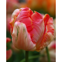 Tulipán - Apricot Parrot - 7 ks Tulipán - Apricot Parrot - 7 ks