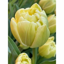 Tulipán - Avant Garde - 7 ks Tulipán - Avant Garde - 7 ks