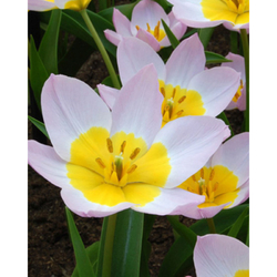 Tulipán - Bakeri Lilac Wonder - 10 ks Tulipán - Bakeri Lilac Wonder - 10 ks