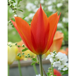 Tulipán - Ballerina - 7 ks Tulipán - Ballerina - 7 ks