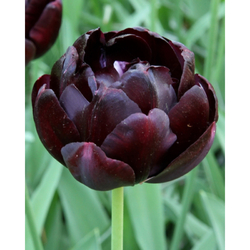 Tulipán - Black Hero - květ