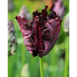 Tulipán - Black Parrot - 7 ks Tulipán - Black Parrot - 7 ks