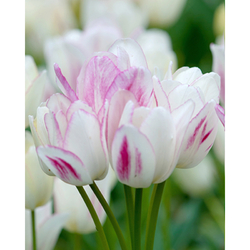 Tulipán - Candy Club - 7 cibulí Tulipán - Candy Club - 7 cibulí