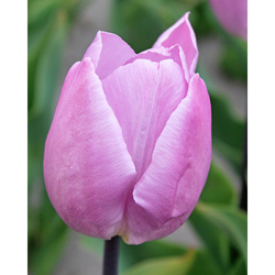 Tulipán - Candy Prince - 10 cibulí Tulipán - Candy Prince - 10 cibulí