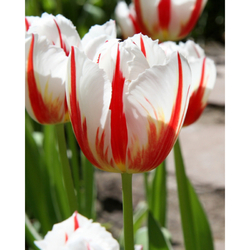 Tulipán - Carnaval de Rio - 10 cibulí Tulipán - Carnaval de Rio - 10 cibulí