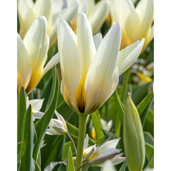 Tulipán - Concerto - 7 cibulí Tulipán - Concerto - 7 cibulí