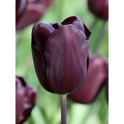 Tulipán - Continental  - 7 cibulí Tulipán - Continental  - 7 cibulí