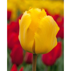 Tulipán - Crystal Star - 7 cibulí Tulipán - Crystal Star - 7 cibulí