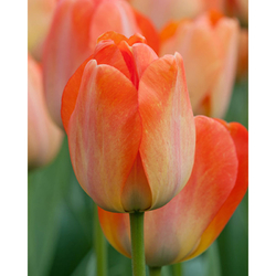 Tulipán - Daydream - 7 cibulí Tulipán - Daydream - 7 cibulí