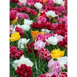 Tulipán - Double Early mix - 7 cibulí Tulipán - Double Early mix - 7 cibulí