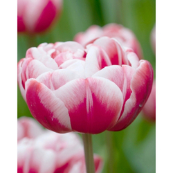 Tulipán - Drumline - 5 cibulí Tulipán - Drumline - 5 cibulí