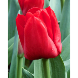 Tulipán - Escape - 10 cibulí Tulipán - Escape - 10 cibulí