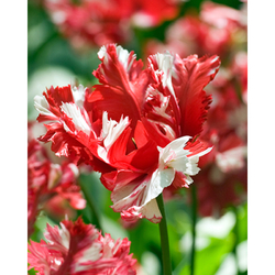 Tulipán - Estella Rijnveld - 7 cibulí Tulipán - Estella Rijnveld - 7 cibulí