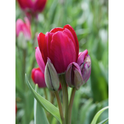 Tulipán - Fiery Club - 5 cibulí Tulipán - Fiery Club - 5 cibulí