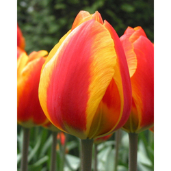 Tulipán - Flair - 7 cibulí Tulipán - Flair - 7 cibulí