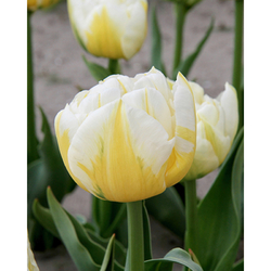 Tulipán - Flaming Evita - 7 cibulí Tulipán - Flaming Evita - 7 cibulí