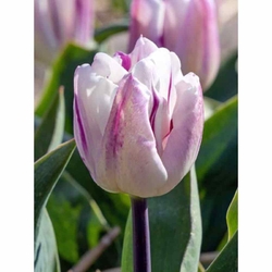 Tulipán - Flaming Flag - 10 cibulí Tulipán - Flaming Flag - 10 cibulí