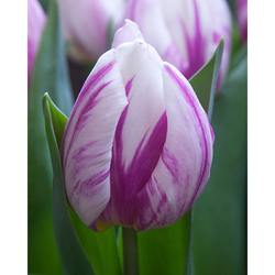 Tulipán - tulipa flaming prince