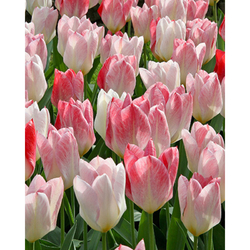 Tulipán - Flaming Purissima - 7 cibulí Tulipán - Flaming Purissima - 7 cibulí