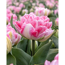 Tulipán - Foxtrot - 7 cibulí Tulipán - Foxtrot - 7 cibulí