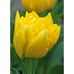 Tulipán - Marie Jo - 7 cibulí Tulipán - Marie Jo - 7 cibulí