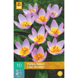 Tulipán - Bakeri Lilac Wonder - 10 ks Tulipán - Bakeri Lilac Wonder - 10 ks