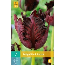 Tulipán - Black Parrot - 7 ks Tulipán - Black Parrot - 7 ks