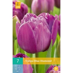 Tulipán - Blue Diamond - 7 ks